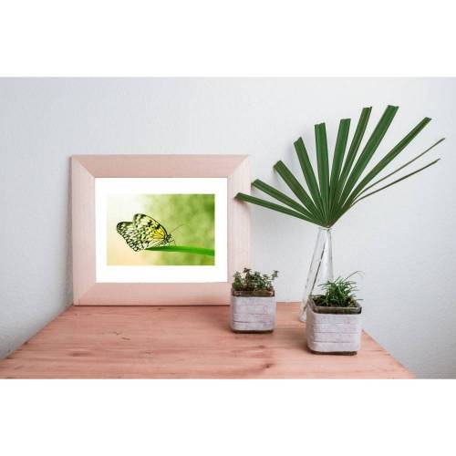 Fotografie Fineart Print Kunst Fotokunst Schmetterling Wald Eidechse Poster Wandgestaltung Walldecoration 30 x 40 cm DIN A3