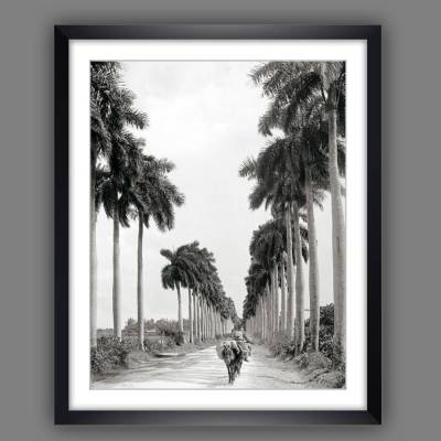 Havanna Kuba 1903 Allee mit Palmen, schwarz weiß Fotografie Bild Kunstdruck Poster gerahmt 44 x 54 cm Wandbild