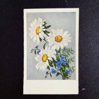 Kunstkarte, Postkarte, vintage, Malerei, Blumenkarte mit Margariten und Asparagusstengel, ZDB 18063