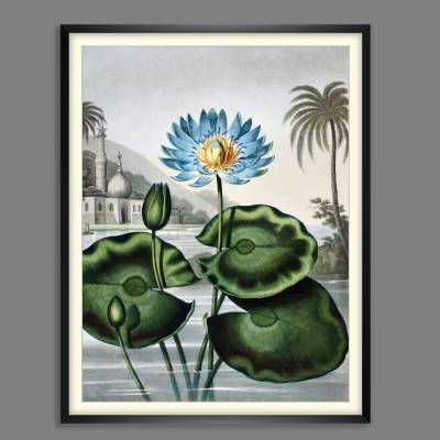 Poster Blaue Wasserlilie Illustration Blumenbild 1804 Vintage Shabby Boho -  Druck Wanddekoration