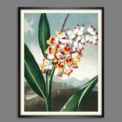 Poster Tropischer Ingwer Blumen Illustration Blumenbild 1803 Vintage Shabby Boho -  Druck Wanddekoration