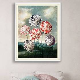 Poster Nelken Blumen Illustration Blumenbild 1803 Vintage Shabby Boho - Druck - Wanddekoration