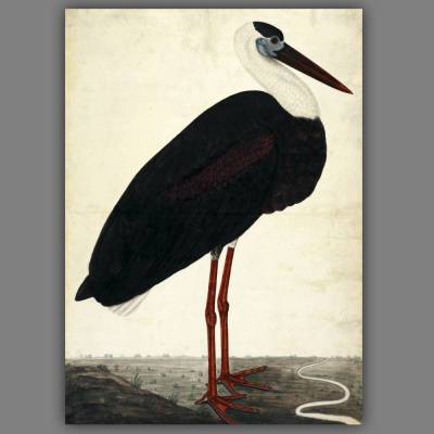 Leinwandbild Indische Malerei Schwarzer Storch - Kunst Wandbild - antik Vintage Reproduktion Wanddeko