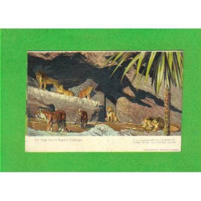 Ansichtskarte Hamburg - Carl Hagenbeck´s Tierpark, Stellingen - Offene Raubtierschlucht
