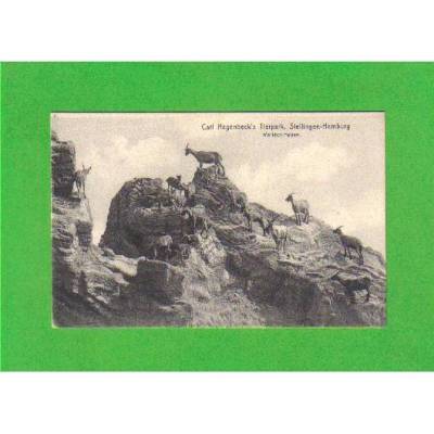 Ansichtskarte Hamburg - Carl Hagenbeck´s Tierpark, Stellingen - Markhor-Felsen