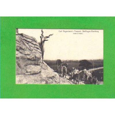 Ansichtskarte Hamburg - Carl Hagenbeck´s Tierpark, Stellingen - Markhor-Felsen (3)