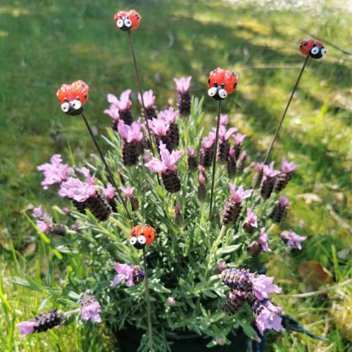 Blumenstecker Marienkäfer