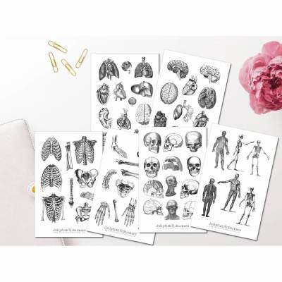 Vintage Anatomie Sticker Set | Aufkleber Körper | Journal Sticker | Sticker Knochen | Sticker schwarz weiß | Sticker Kör