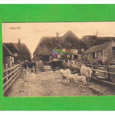 AK - Ansichtskarte - Hallig Idyll - ungelaufen