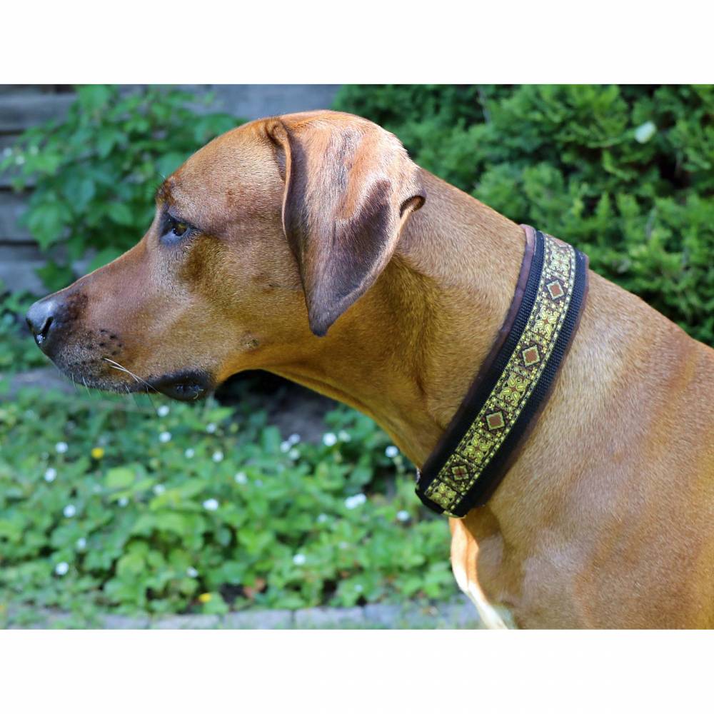 Halsband MEDIVAL mit Zugstopp fr deinen Hund, Rhodesian Ridgeback,  Hundehalsband, Martingale
