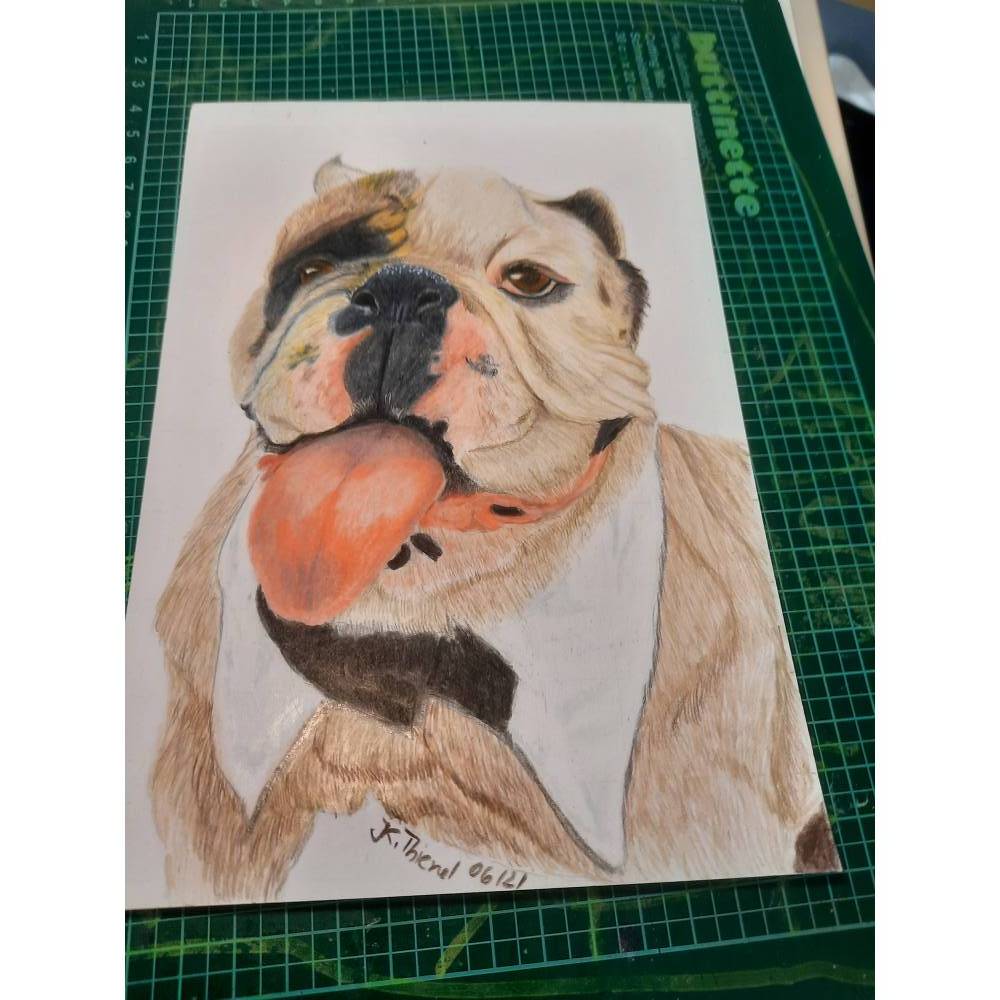 Handgemalte Tierportaits mit Pastellkreide und Pastellstiften inA6, A5 und A4 aber auch größere möglich Bild 6