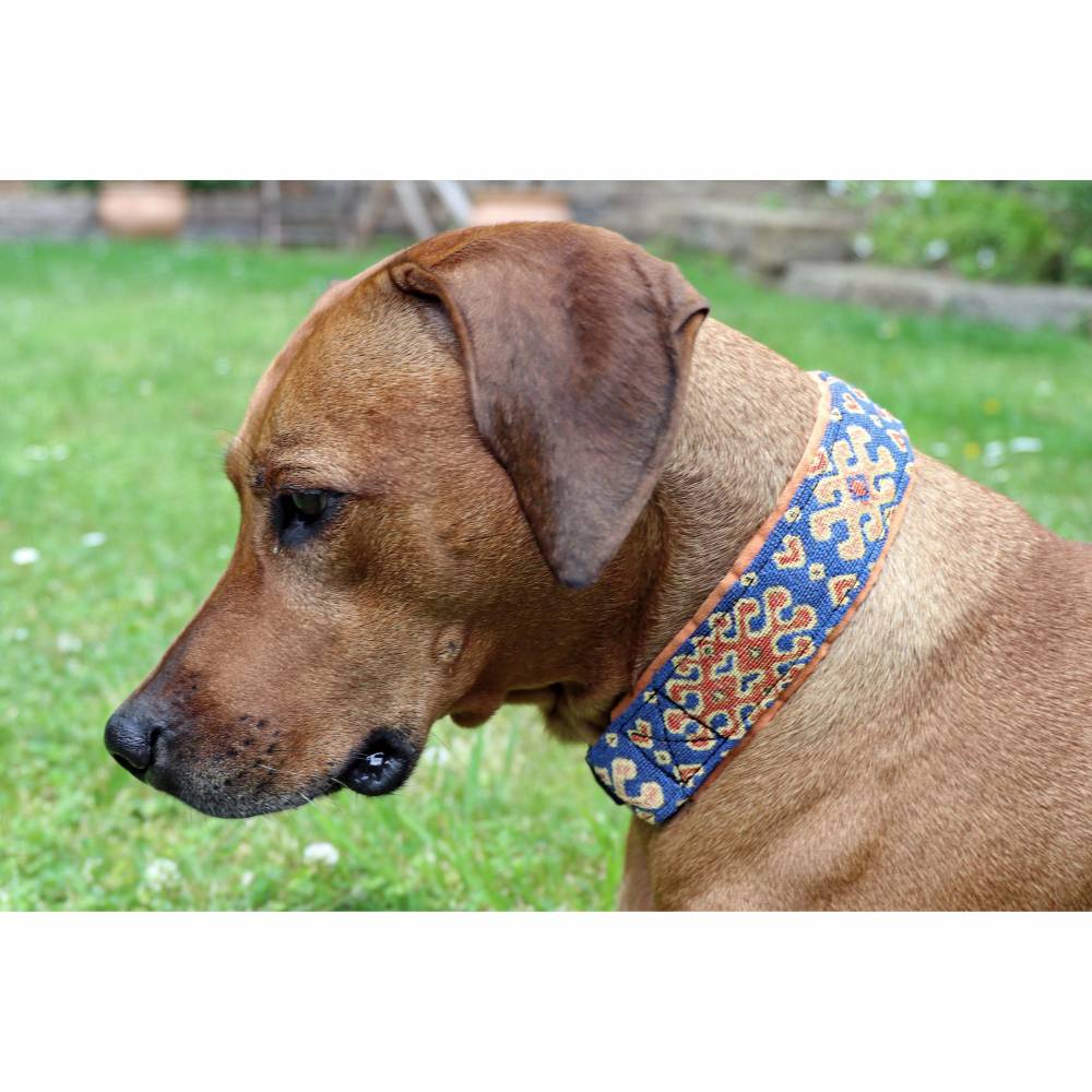 MUSTERVERKAUF Hundehalsband, verschiedene Desings, Zugstopp Halsband fr  Hunde, Martingale, Rhodesian Ridgeback SALE