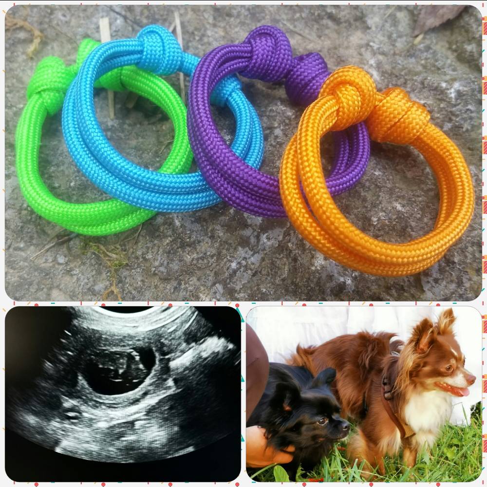 Welpenhalsband - Erkennungsband aus Paracord geknotet