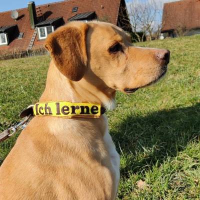 Leinenüberzieher, Leinen- und Halsband Überzieher