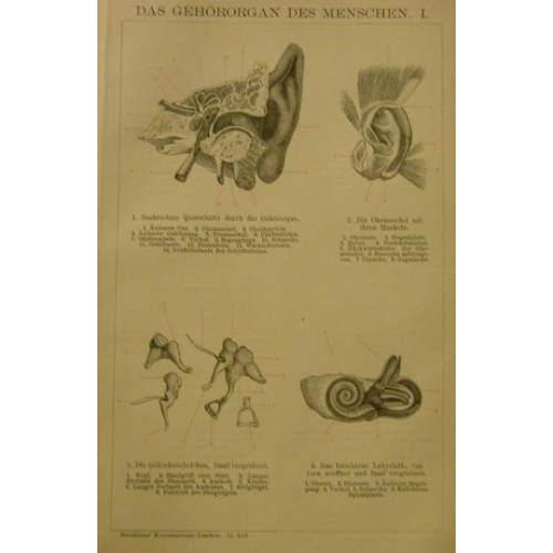 Original  Holzstich 1895 das Gehörorgan des Menschen      