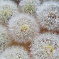 Bastelzubehör, Naturmaterial, 10 Löwenzahnköpfe Pusteblumen getrocknet konserviert Löwenzahn Natur