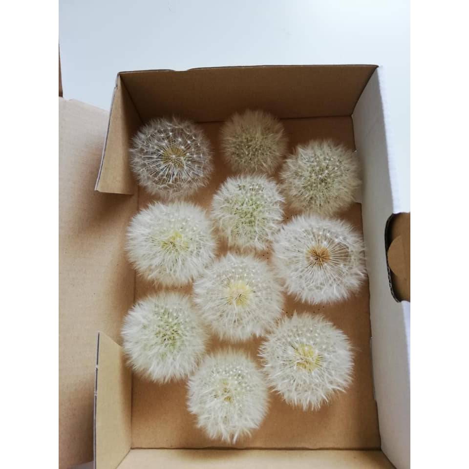 Bastelzubehör, Naturmaterial, 10 Löwenzahnköpfe Pusteblumen getrocknet konserviert Löwenzahn Natur Bild 2