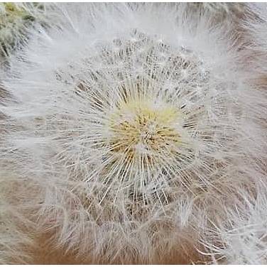 Bastelzubehör, Naturmaterial, 10 Löwenzahnköpfe Pusteblumen getrocknet konserviert Löwenzahn Natur Bild 3