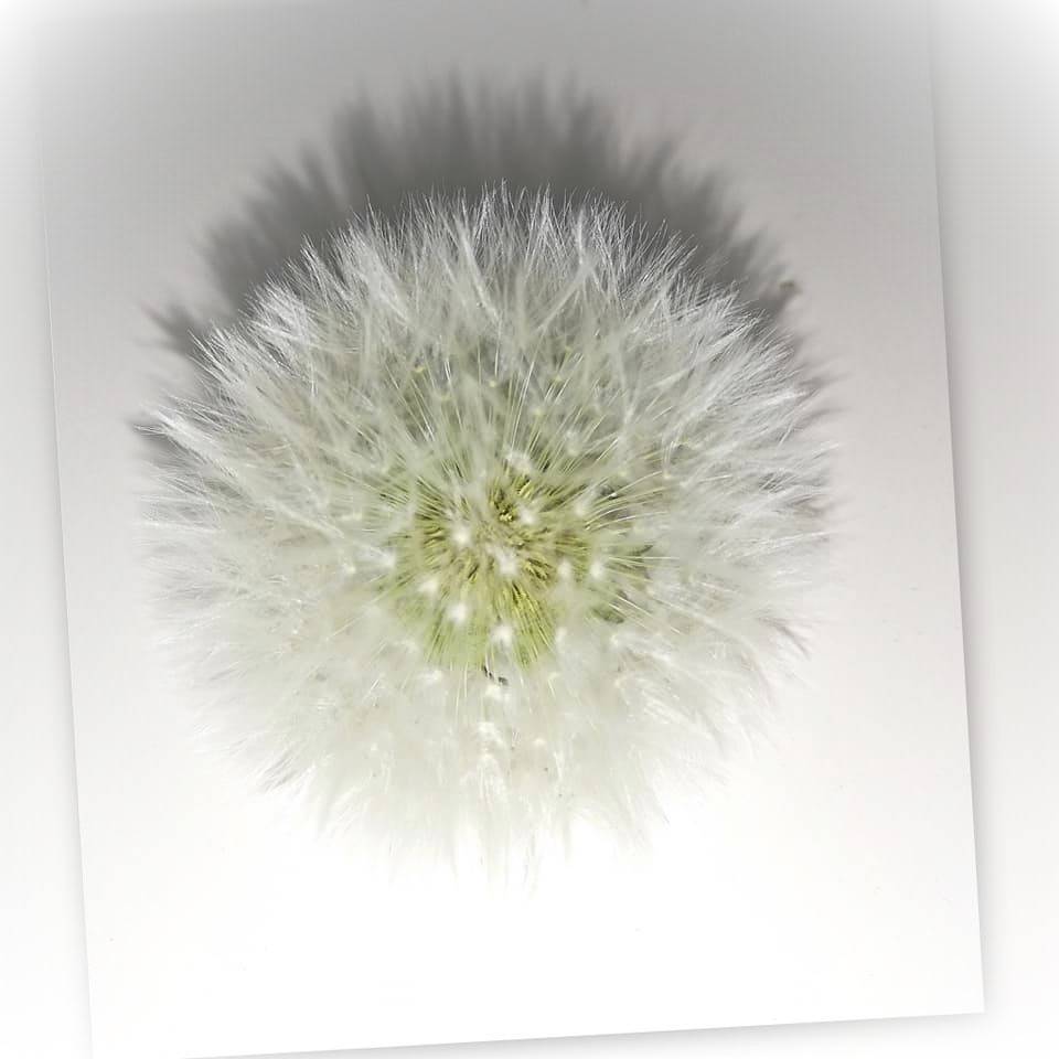 Bastelzubehör, Naturmaterial, 10 Löwenzahnköpfe Pusteblumen getrocknet konserviert Löwenzahn Natur Bild 4