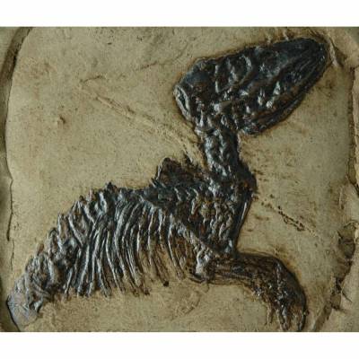 Fossile Replik eines Säugers. Leptictidium Tiere Fossilien Replikat Nachbildung 