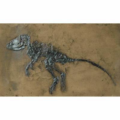 Fossil eines Säugers Macrocranion Replik in Museums Qualität. Tierfossilien Säugetiere Tier Tiere Fossilien Replikat
