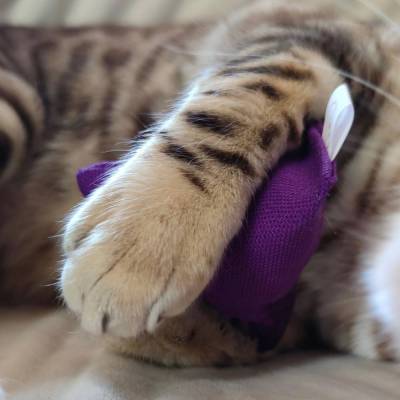 Katzenspielzeug Lila Catpy Baldrian Pyramide