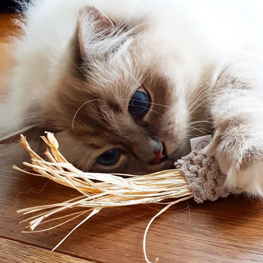 dog's love trockenfutter Trockenfutter fr Erwachsene Hunde