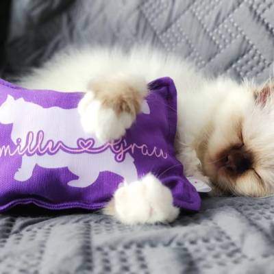 XL Katzen Spiel- & Schmusekissen | Individualisierung mit Wunschname