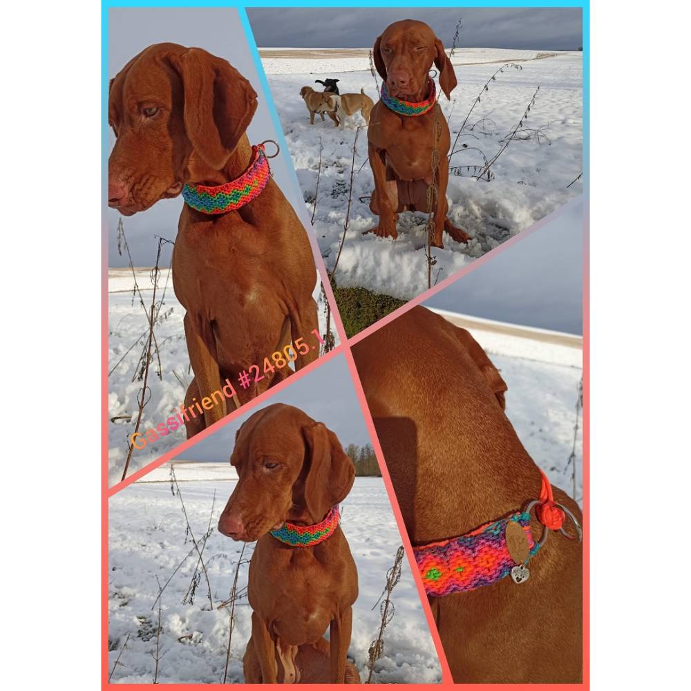 halsbänder edelstahl Edelstahl Hundehalsband main image 0
