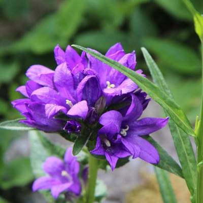 Saatgut: Knäuel-Glockenblume