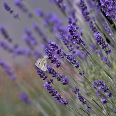 Saatgut: Echter Lavendel