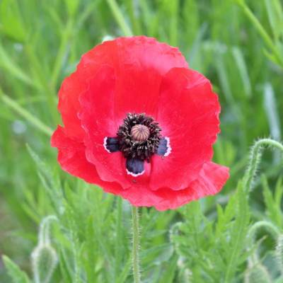 Saatgut: Klatschmohn