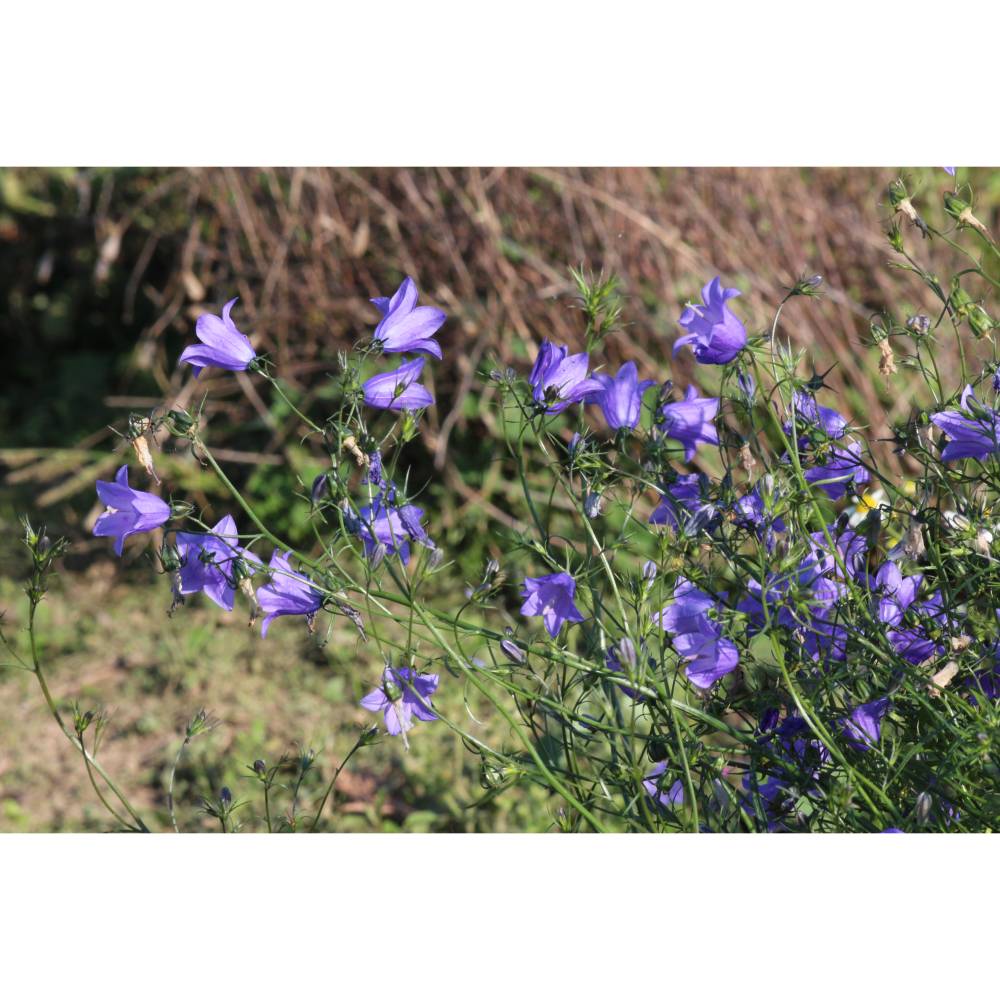 Saatgut: Rundblttrige Glockenblume