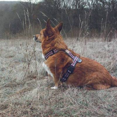 Hundegeschirr INTO THE WOODS, kariert, gefüttert mit Kunstleder, Hundeleine