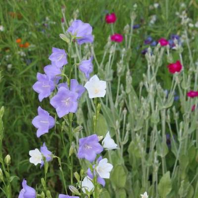 Saatgut: Pfirsichblättrige Glockenblume