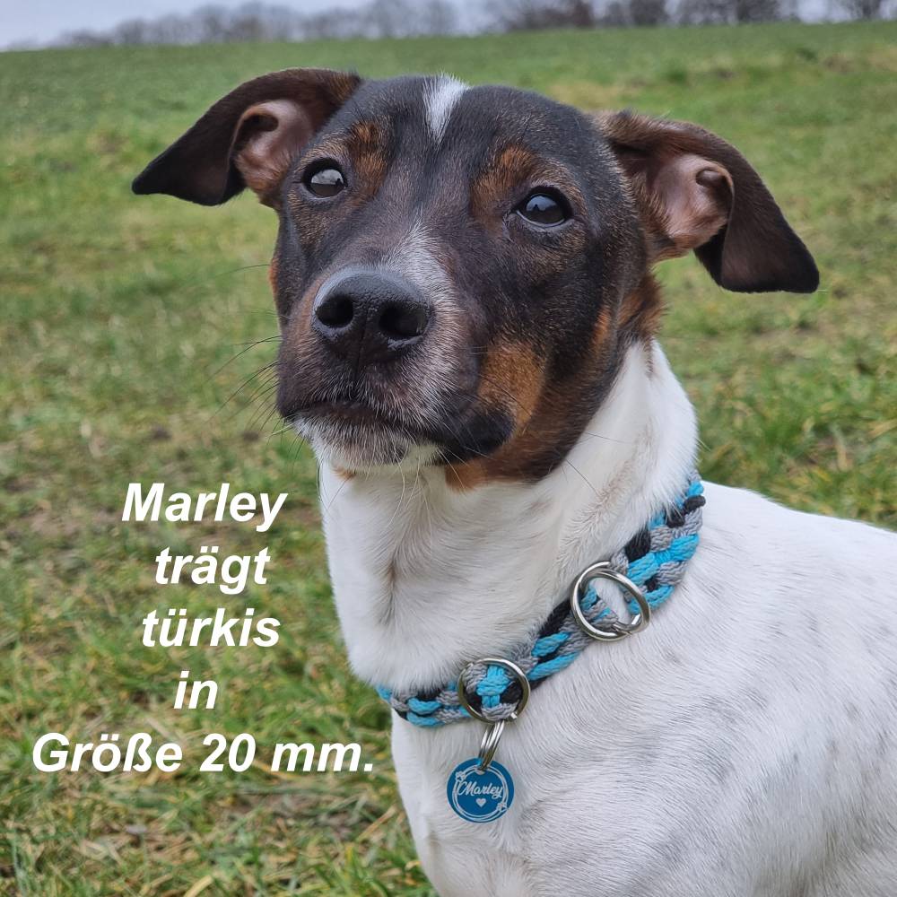 Farbige Hundemarken aus Aluminium in 3 Gren