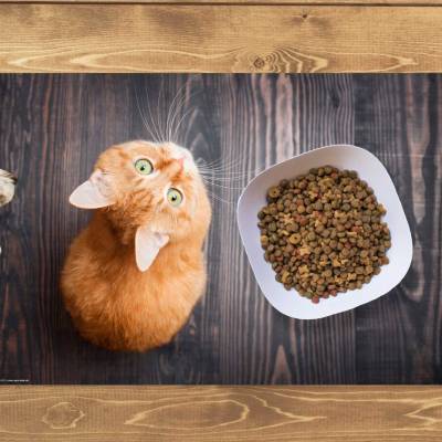 Napfunterlage | Futtermatte „Orange Katze“ aus Premium Vinyl - 60x40 cm - rutschhemmend, abwaschbar, reißfest - Made in