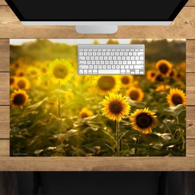 Schreibtischunterlage – Sonnenblumenfeld – 60 x 40 cm – Schreibunterlage für Kinder aus erstklassigem Premium Vinyl – Ma