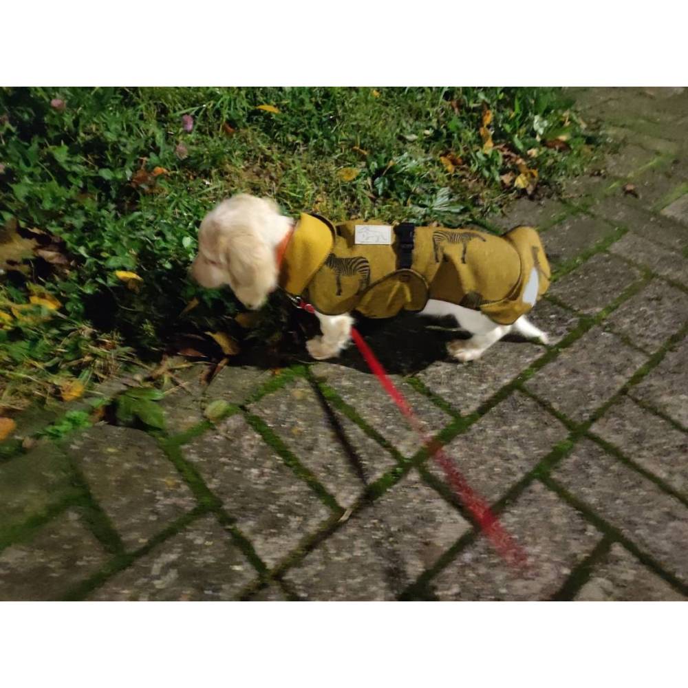 hundefutter pferd mit kartoffel Pferd & Kartoffel Adult