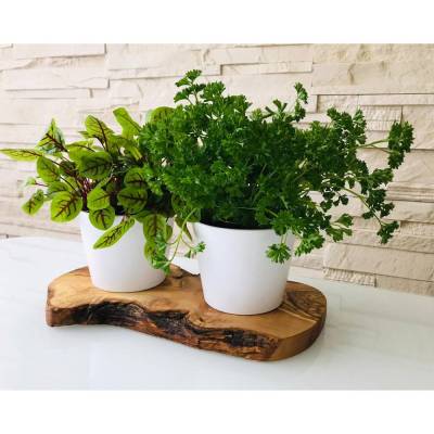 Kräuterstation für zu Hause / 2er Set mit Olivenholzsockel und mit oder ohne Kräuterschere