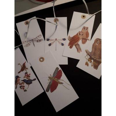 6 Tags ... Eulen, Libellen & Co.