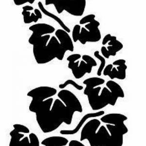 efeutute lemon Philodendron Lemon Lime | Ableger