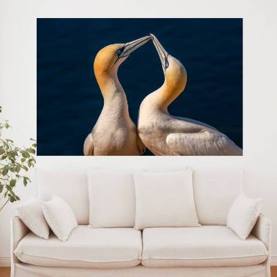 Basstölpel auf Helgoland, Foto Datei zum selber drucken, Abmessung nach Wunsch, max. Höhe 183,55 cm x Breite 229,45 cm