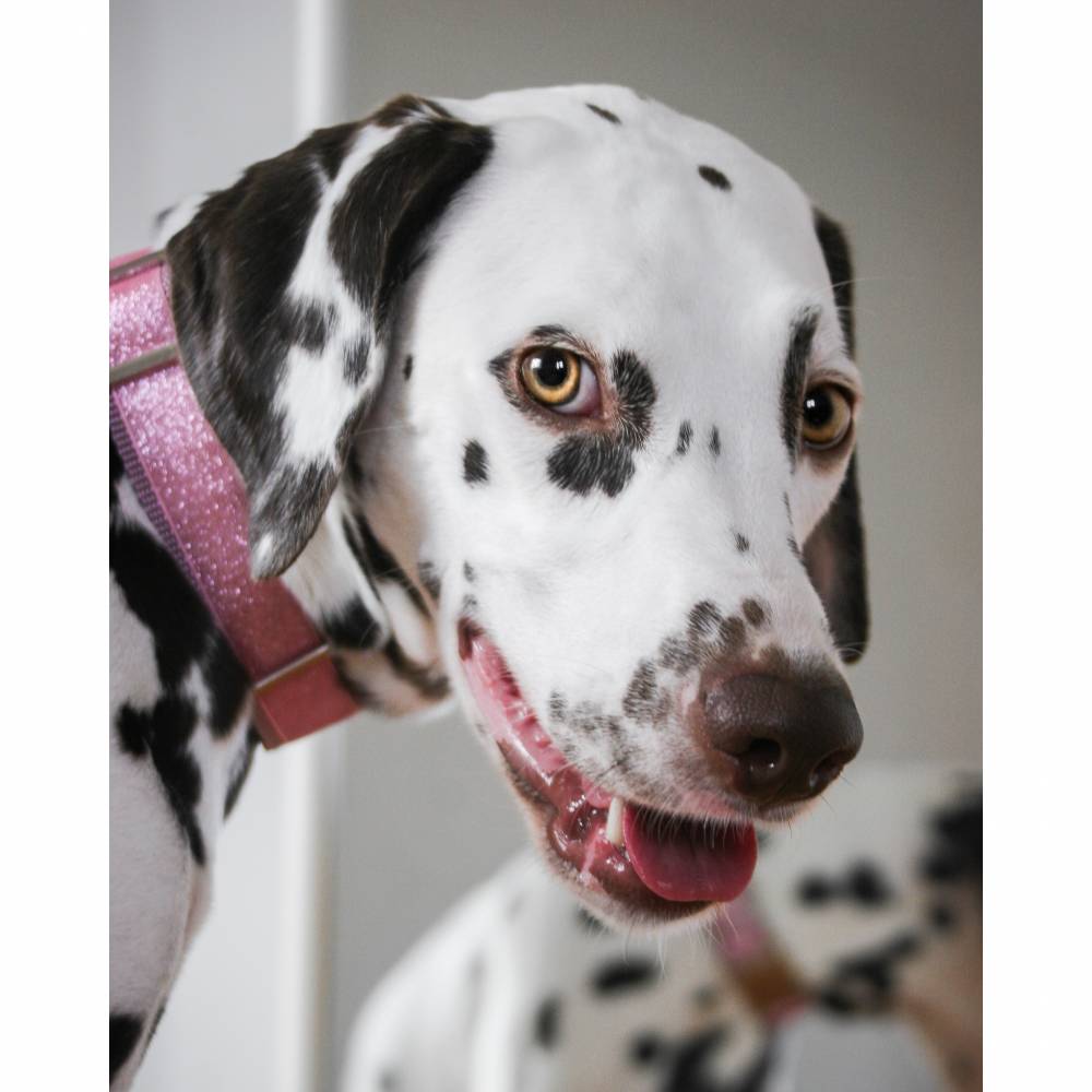 Hundehalsband, Hund, Halsband, rosa, Glitzer, Party, Sylvester, Prinzessin,  Hundeleine, altrosa, silber, 30mm, Hunde, Haustier, trendy