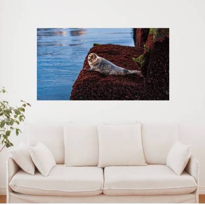 Seehund auf Helgoland, Foto Datei zum selber drucken, Abmessung Breite 110 cm, Höhe 60 cm