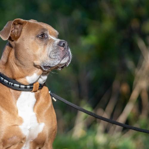 Hundehalsband verstellbar schwarz silber mit Edelstahlendkappen Leder und Schnalle