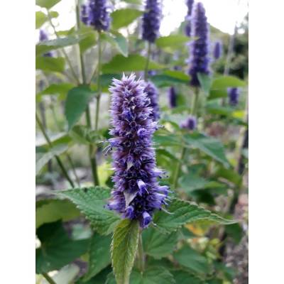 Saatgut: Anis-Agastache