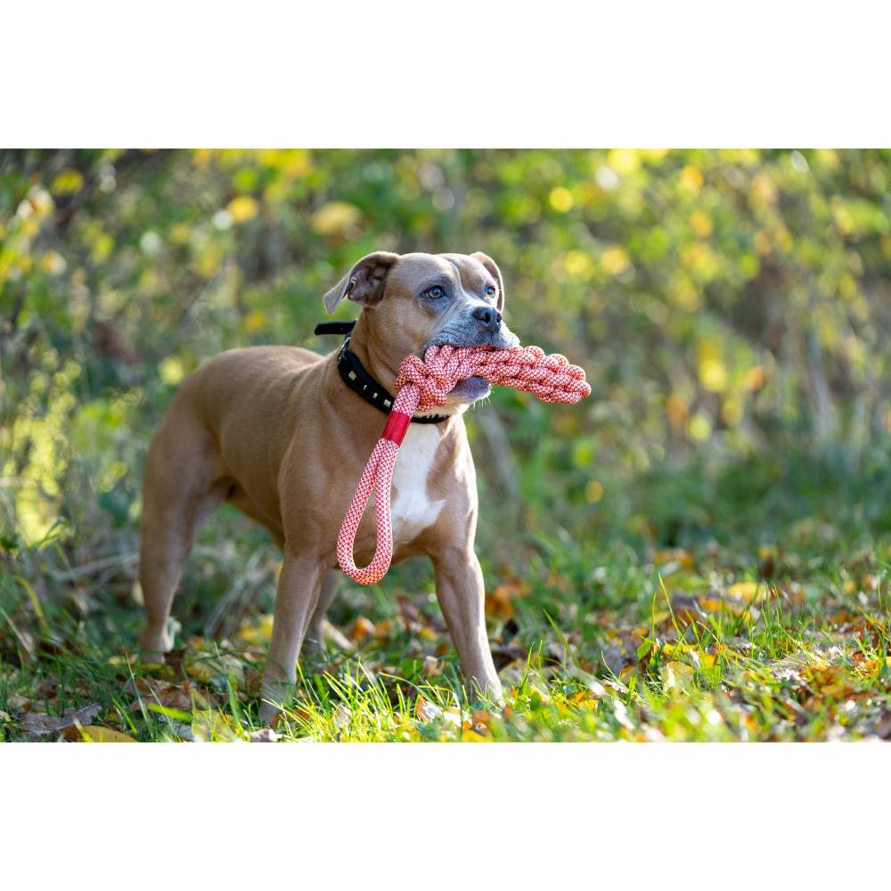 hundemantel loden Loden Hundemantel mit Softshell-Brustlatz in Braun main image 0