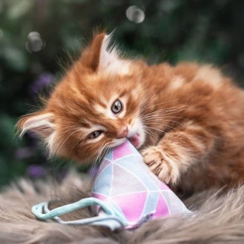 Pyramide für Katzen | Katzenspielzeug mit Baldrian | Triangle Catpy, Spielkissen