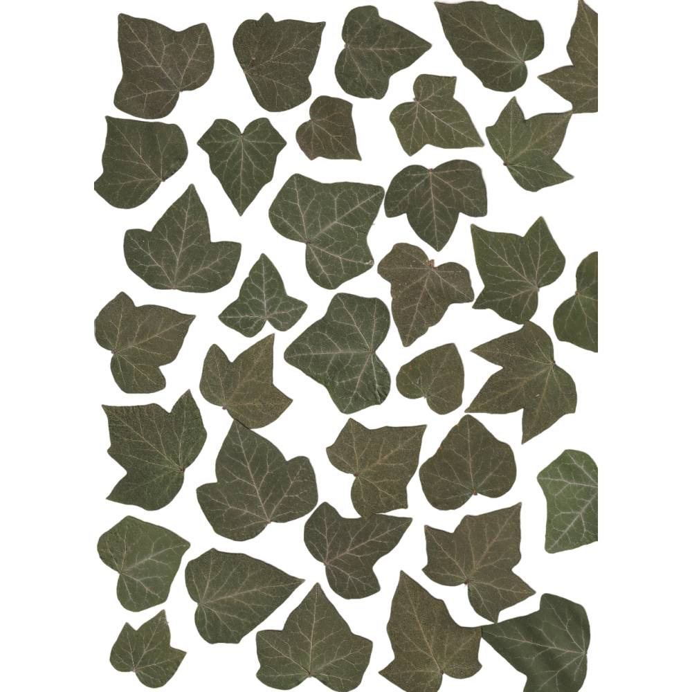Bastelzubehr aus Naturmaterial: 30 getrocknete Efeu Bltter, gepresst &  naturbelassen